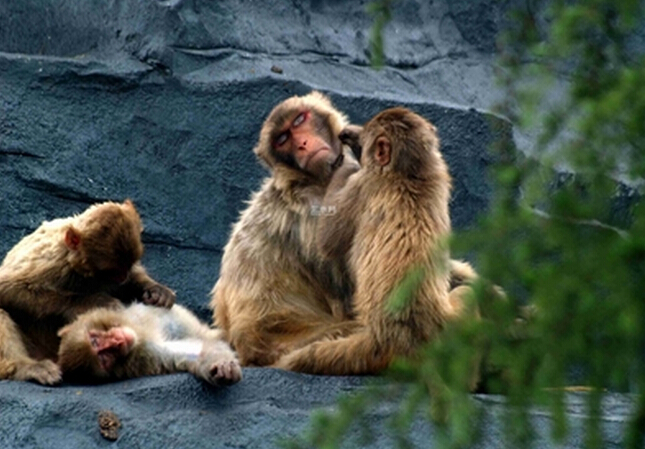 泰州 溱湖动物园景点电子门票