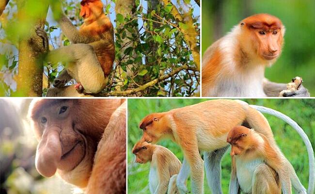 沙巴莹河红树林看长鼻猴观萤火虫赏日落