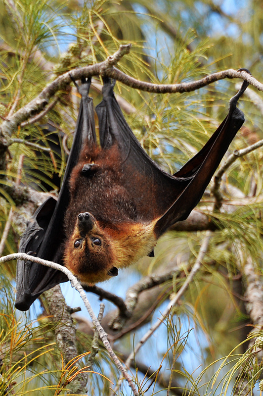 汤加世上最大的巨型蝙蝠图组30p