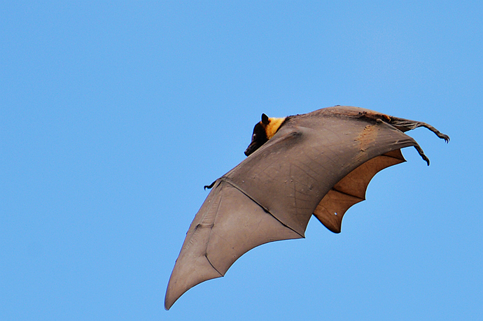 世上最大的巨型蝙蝠展翼1米多