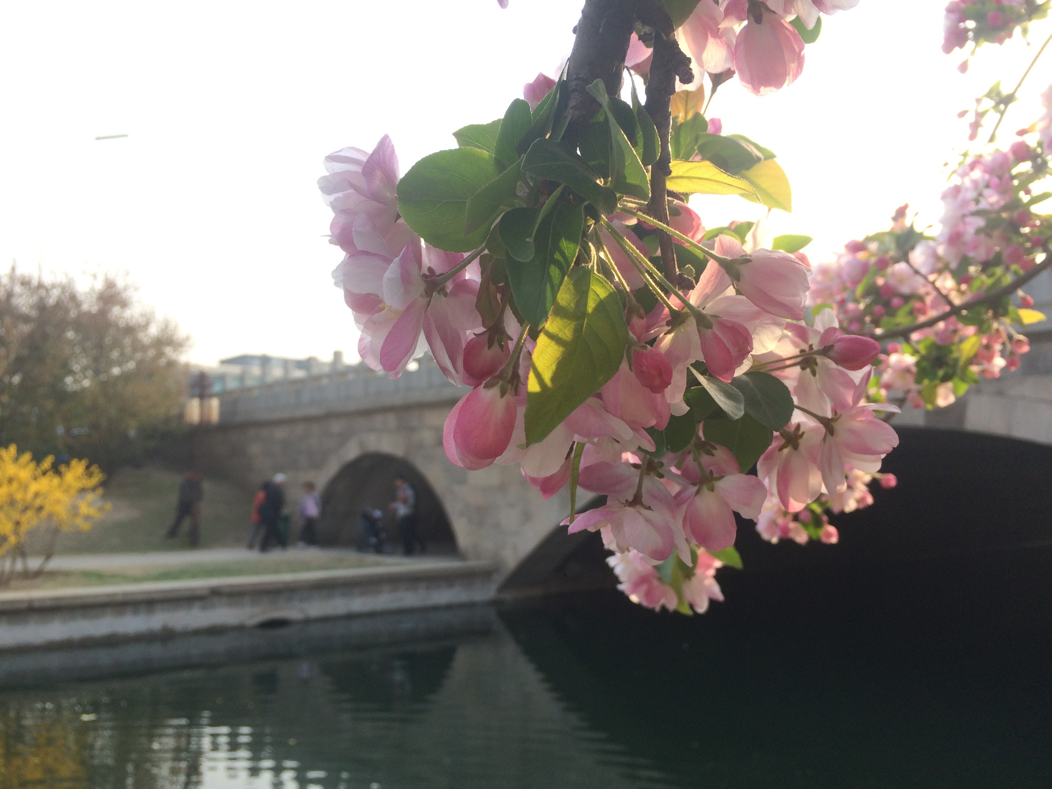 行攝北京的春天海棠花溪景山公園