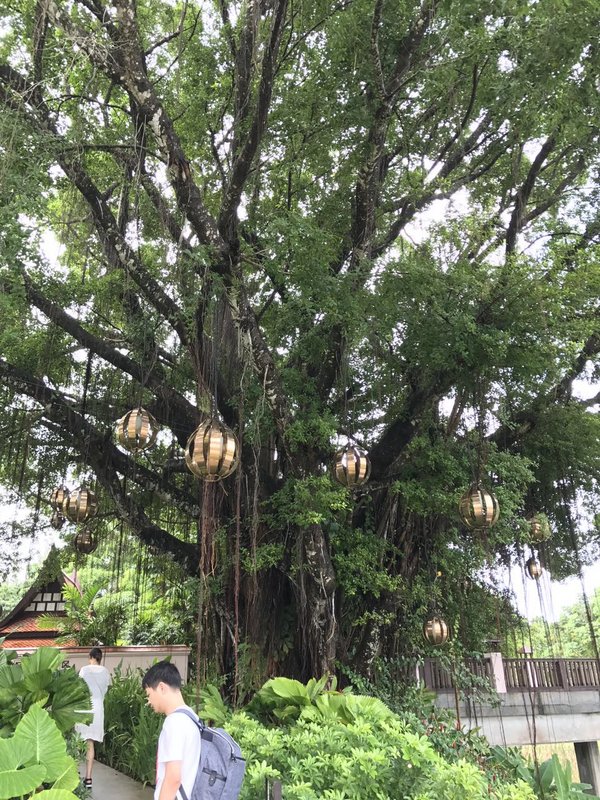 悦榕庄里面有很多大树龄的榕树,古老的气息荷花,上午出门还是苞,下午