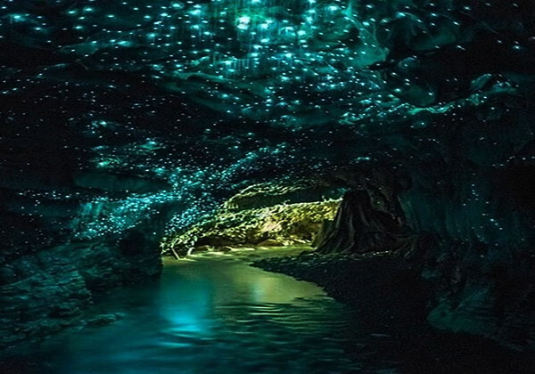 即时确认 新西兰罗托鲁瓦怀托摩萤火虫洞地下景观门票(含45分钟撑船