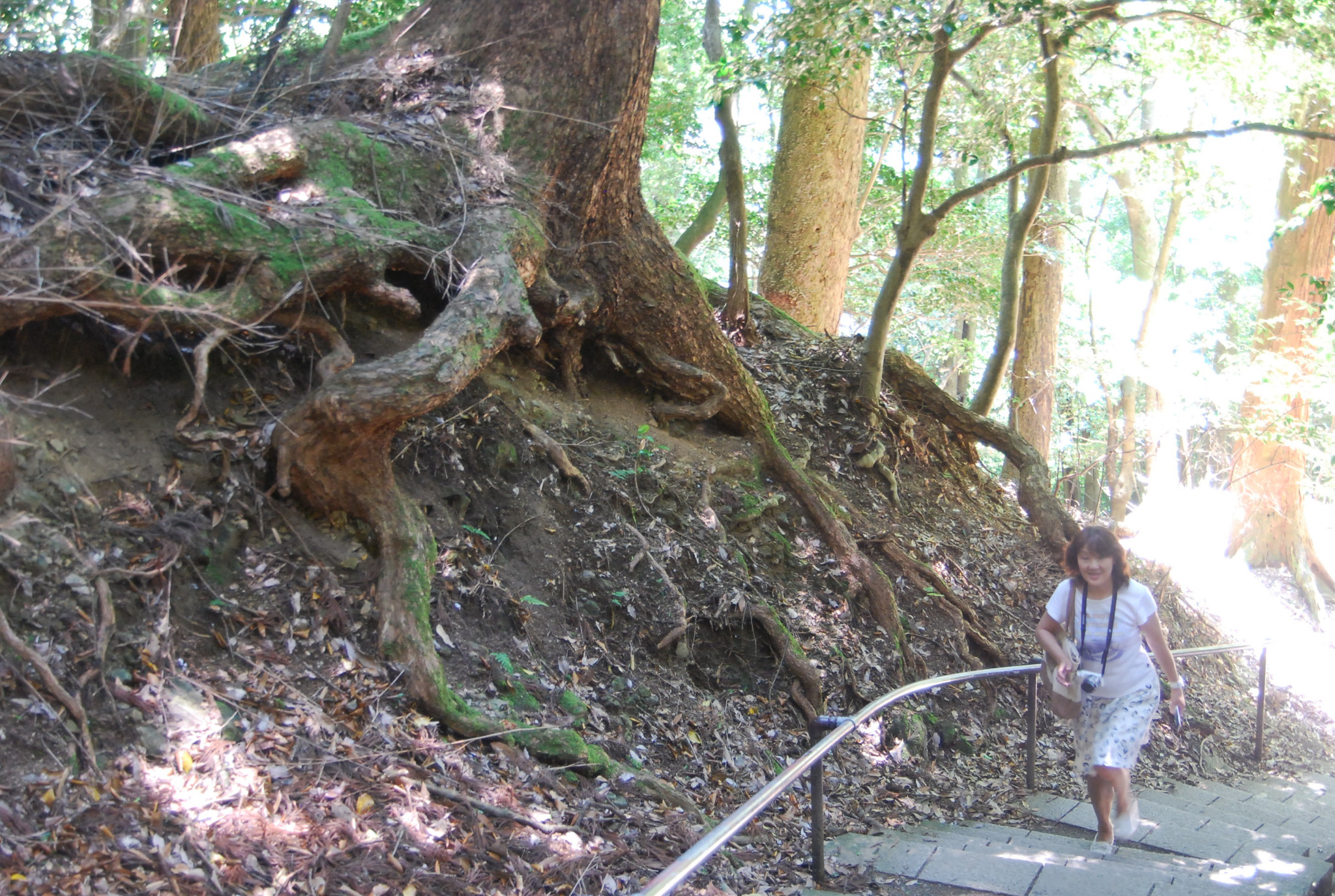 京都自助遊攻略