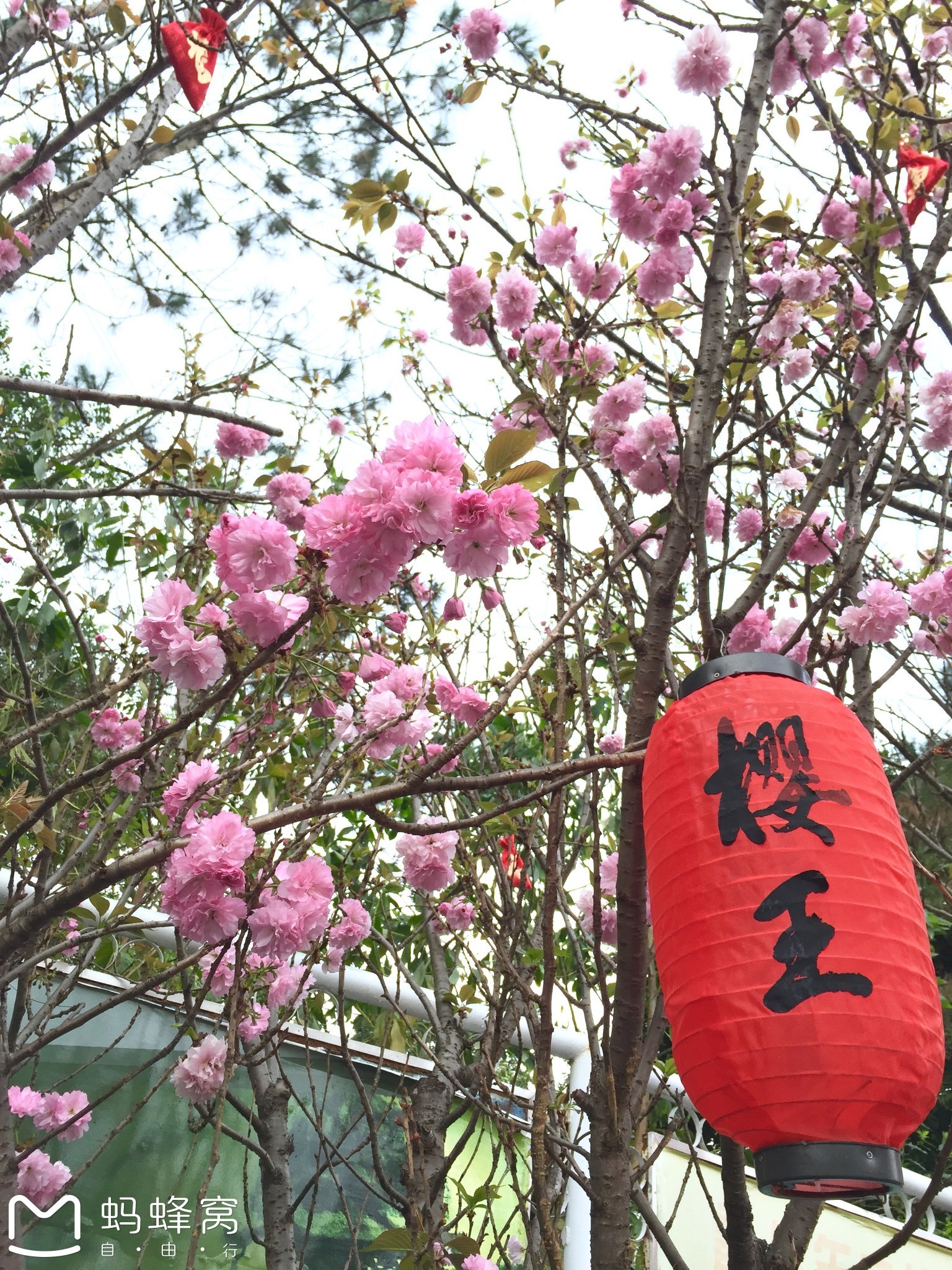 3只马骝中山樱花节一日自驾游