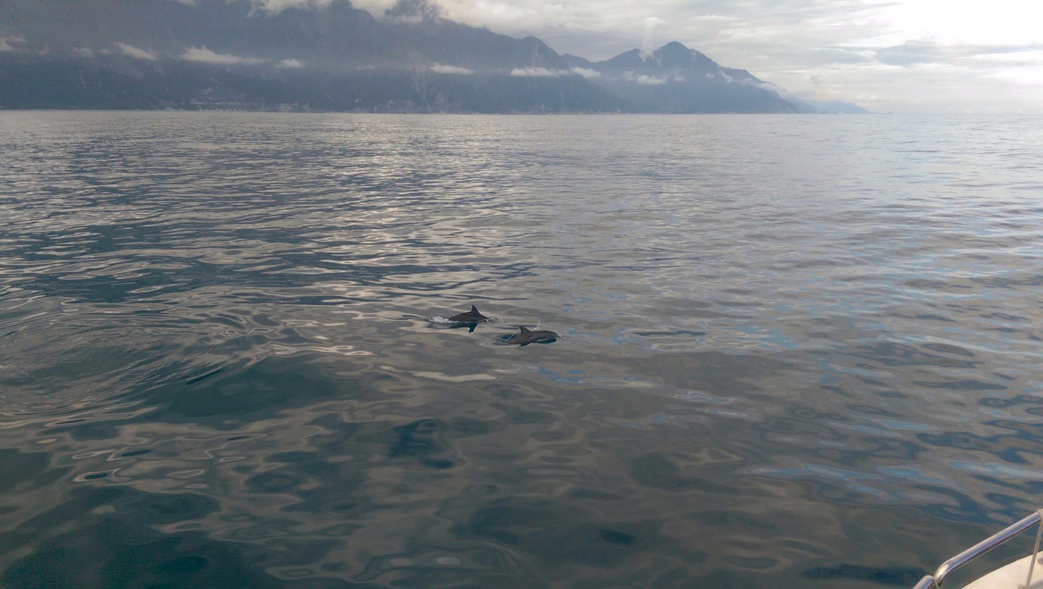 2月头去花莲 赏鲸能看到鲸鱼海豚么 马蜂窝问答