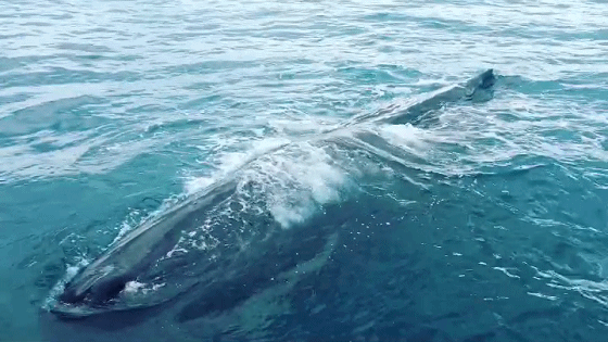 我要上宝藏# 太平洋上遇见抹香鲸 (台北,九份,花莲,台中)10日游