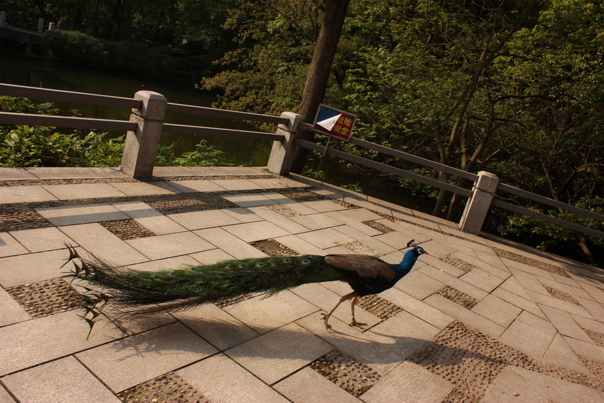 百鸟乐园百鸟乐园百鸟乐园百鸟乐园百鸟乐园本篇游记共含3985个文字,0