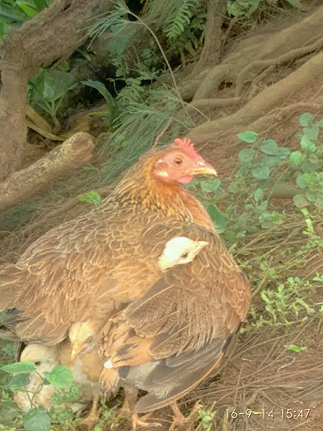 夏威夷自助遊攻略