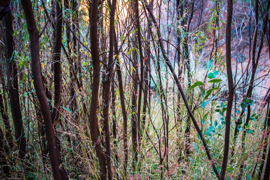 烏魯魯—卡塔丘塔國家公園自助遊攻略