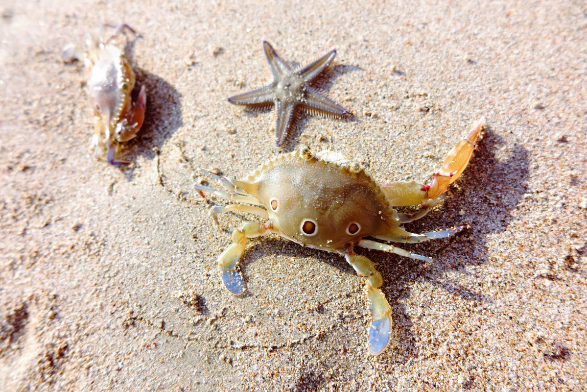 楼主立马潜下去追拍,就拍到了这张,楼主个人分析,这两条蠢鱼是把男人