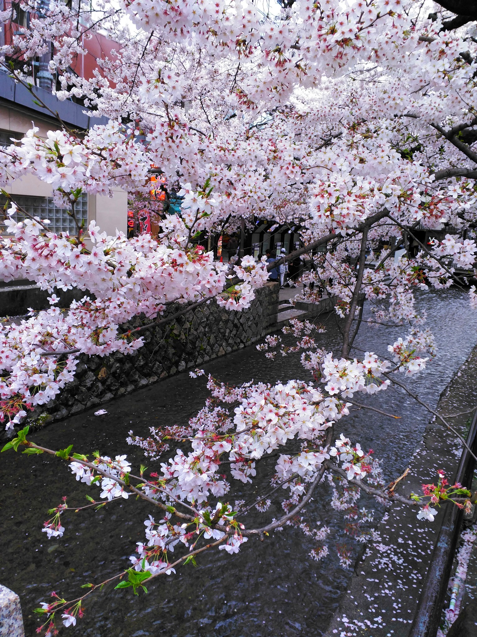 京都自助遊攻略