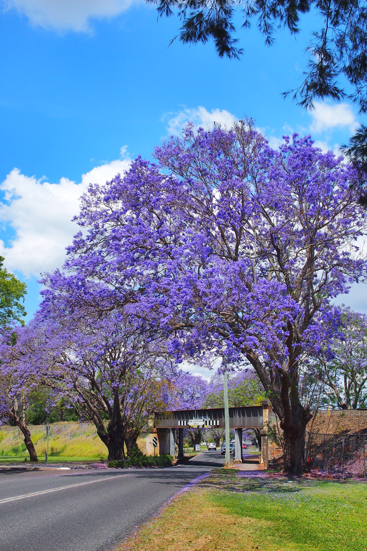 澳洲新南威尔士grafton紫色花海的春天