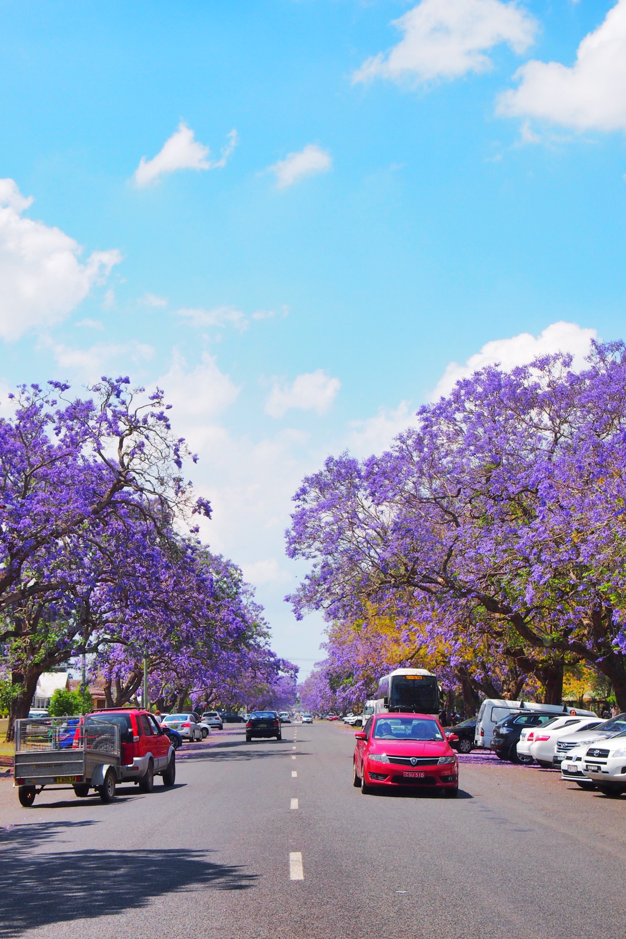 澳洲新南威尔士grafton紫色花海的春天