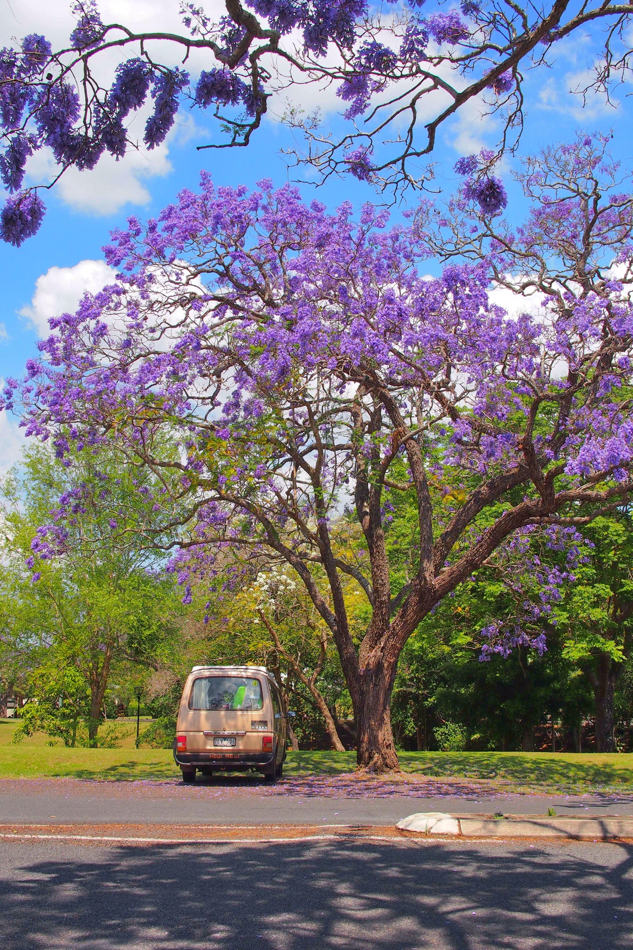 澳洲新南威尔士grafton紫色花海的春天