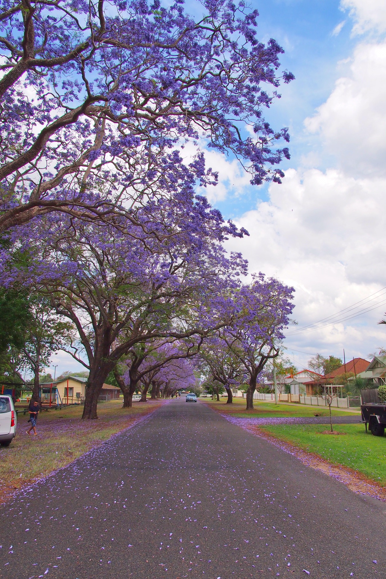 澳洲新南威尔士grafton紫色花海的春天