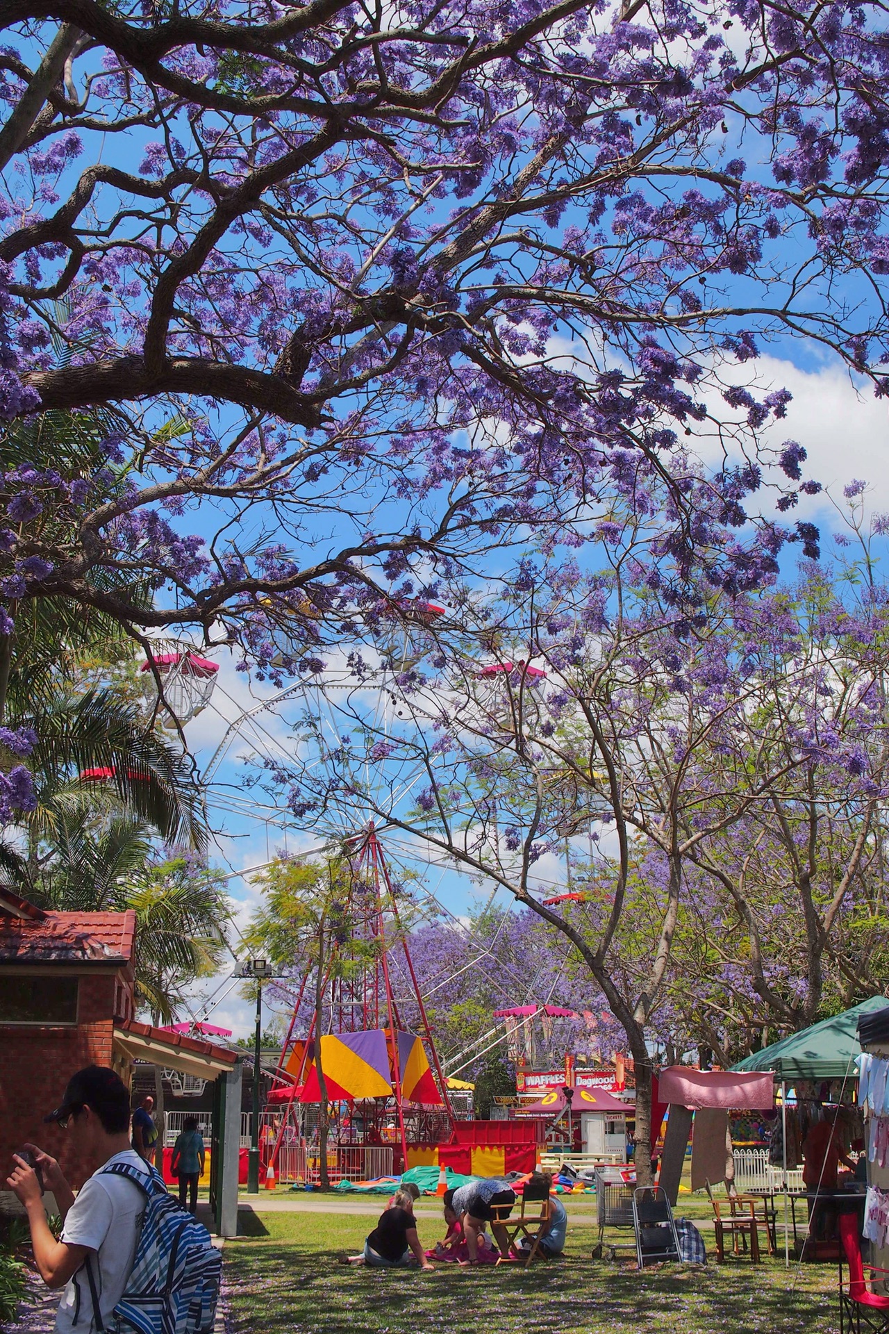 澳洲新南威尔士grafton紫色花海的春天