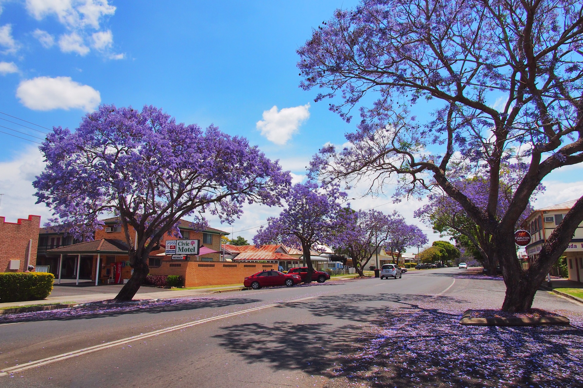 澳洲新南威尔士grafton紫色花海的春天