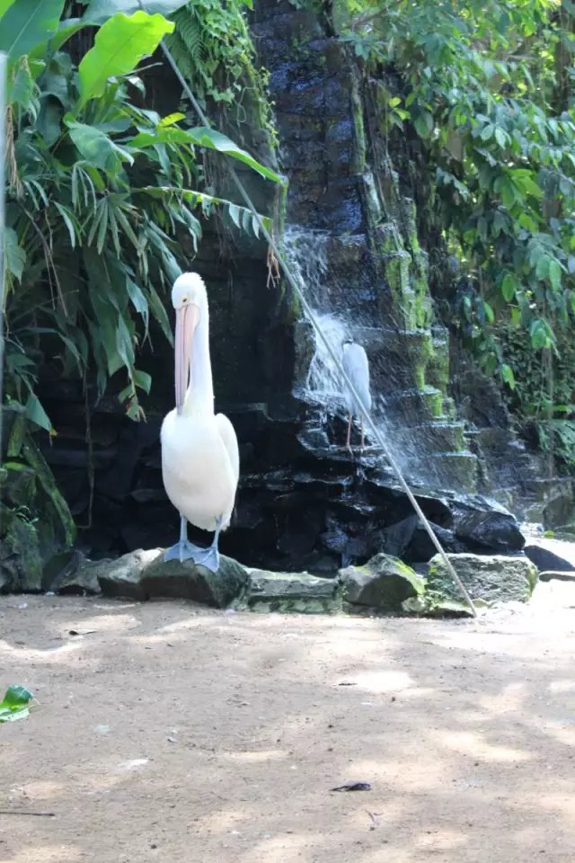 indonesia-bali bird park 巴厘鸟园 鸟类爱好者的天堂~,巴厘岛旅游