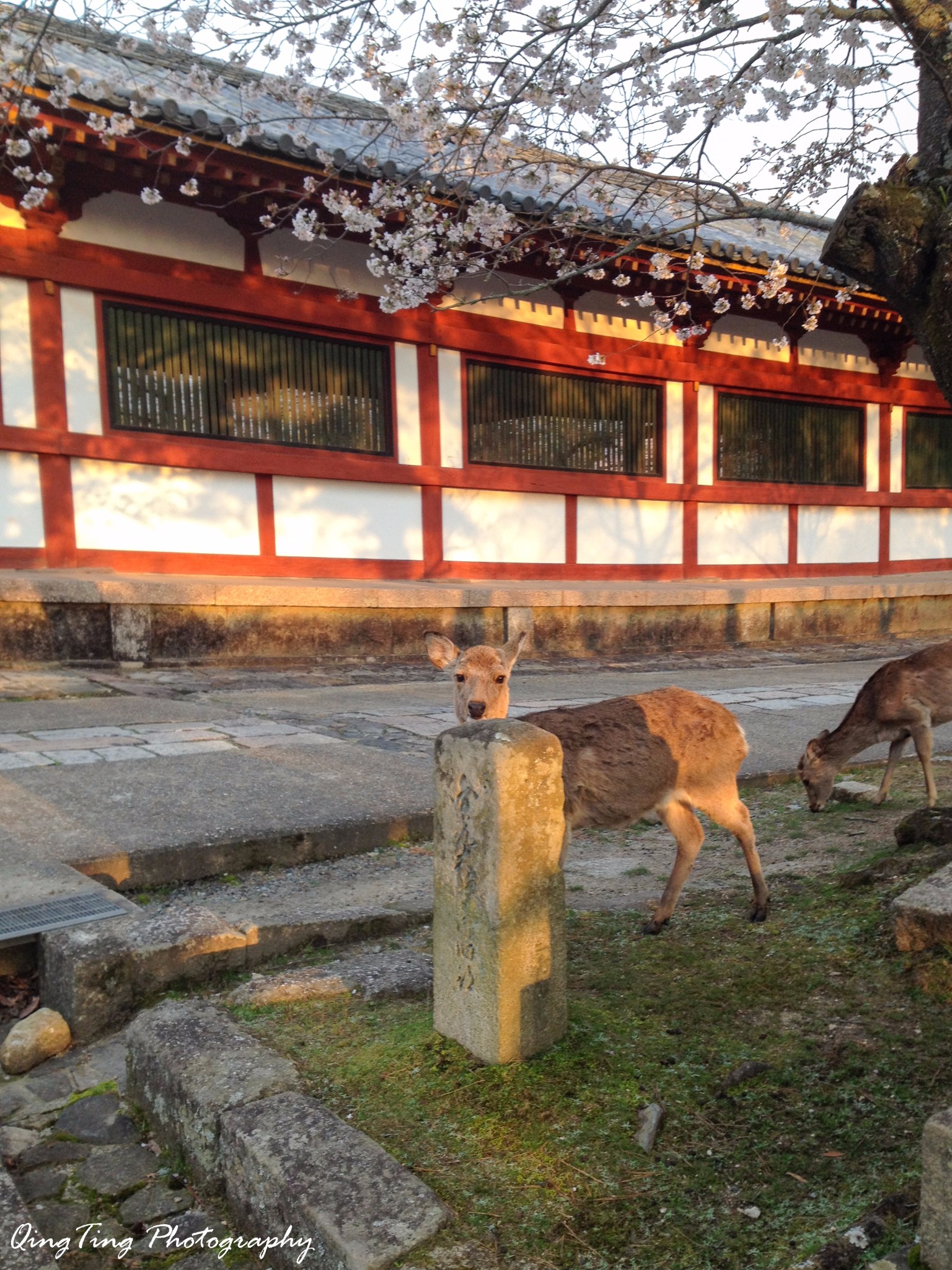 日本自助遊攻略