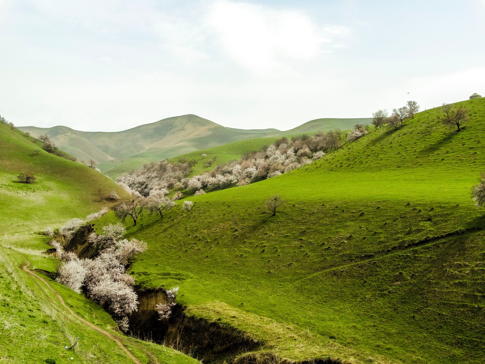 新疆-吐尔根杏花沟那一树一树的花开,杏花沟(伊犁)自助游攻略 - 马