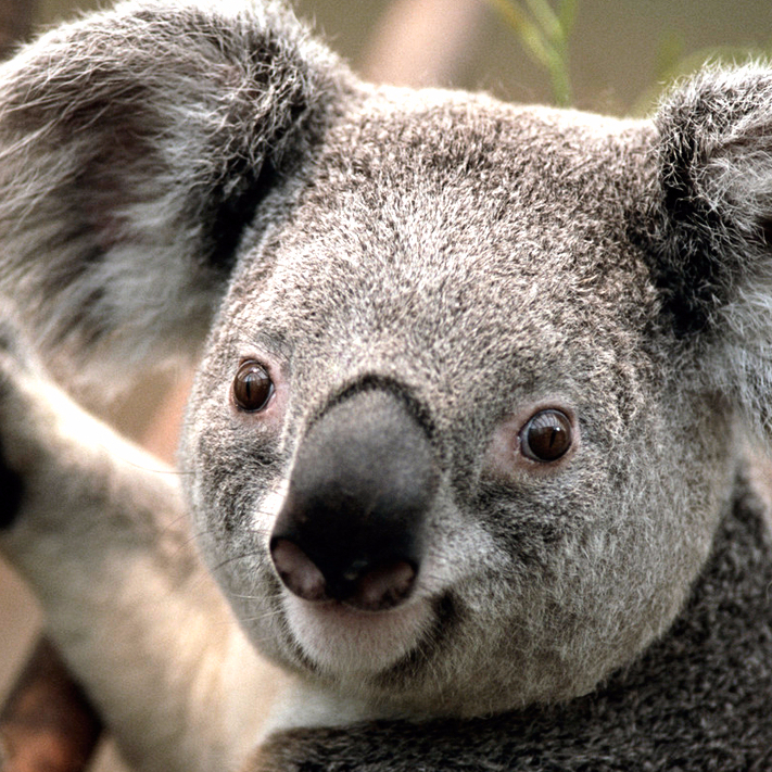 超级无敌大饭饭
