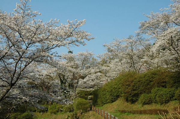 求问日本九州哪里看樱花最赞 马蜂窝