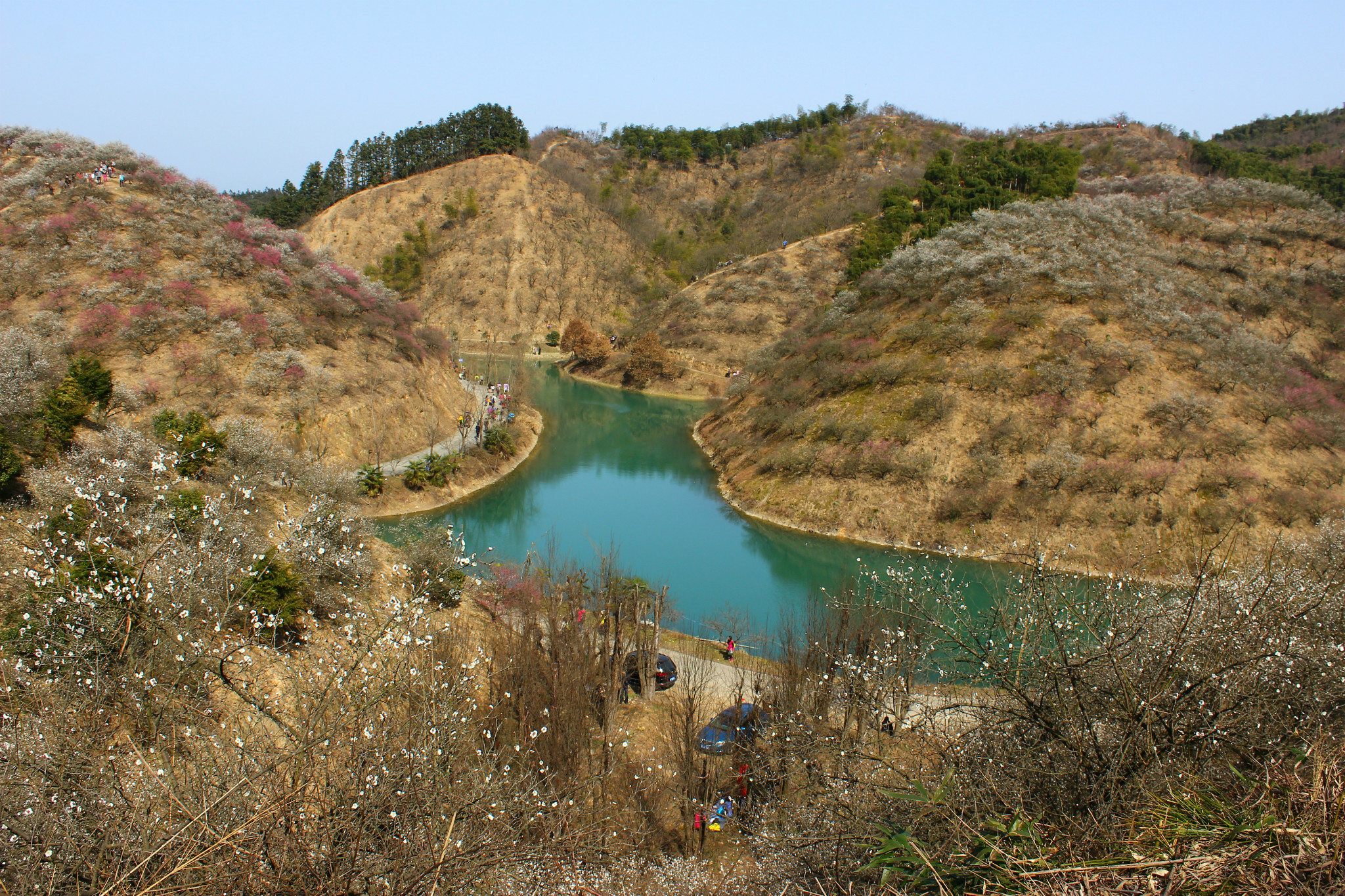 大王叫我來巡山哪安吉杭垓賞千畝梅花山川鄉船村農家樂