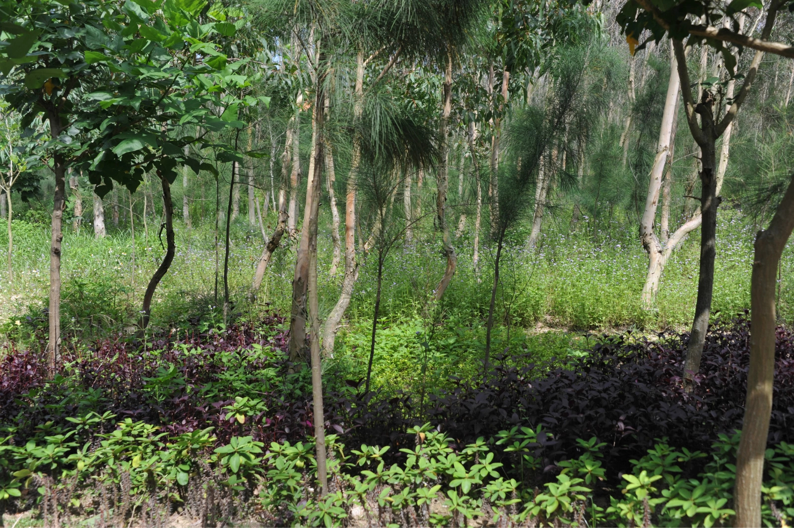 树底下是她们种的红薯她们种的玉米除了木麻黄,现在还增加了桉树,黄堇