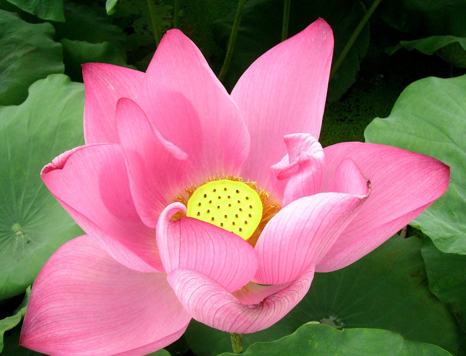 荷花园内可观赏到480个珍稀的荷花品种,其中有太空培育的"太空莲"