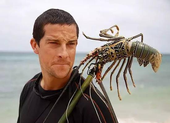 昆虫差不多是贝爷最爱的野外食物,蛋白质丰富嘛!鸡肉味,嘎嘣脆嘛!