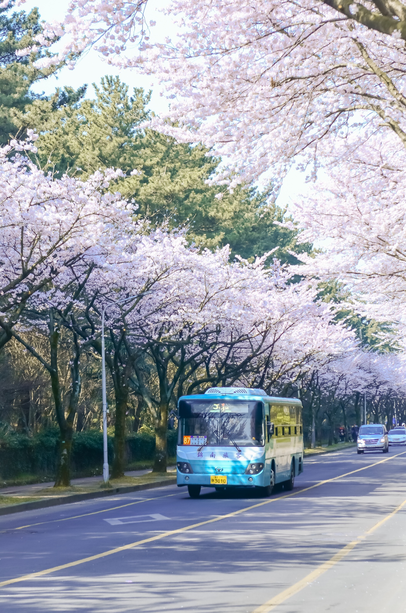 樱满济州,花开首尔