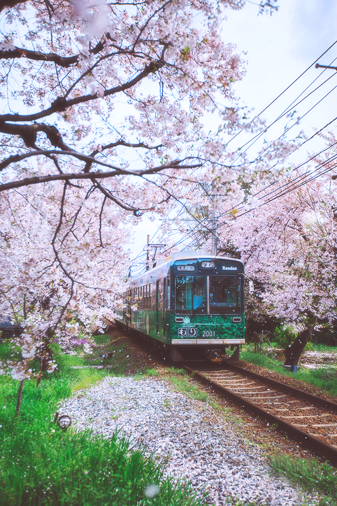 【嵐山櫻花隧道在哪】嵐山櫻花隧道怎麼坐車,與嵐山小火車有什麼差別