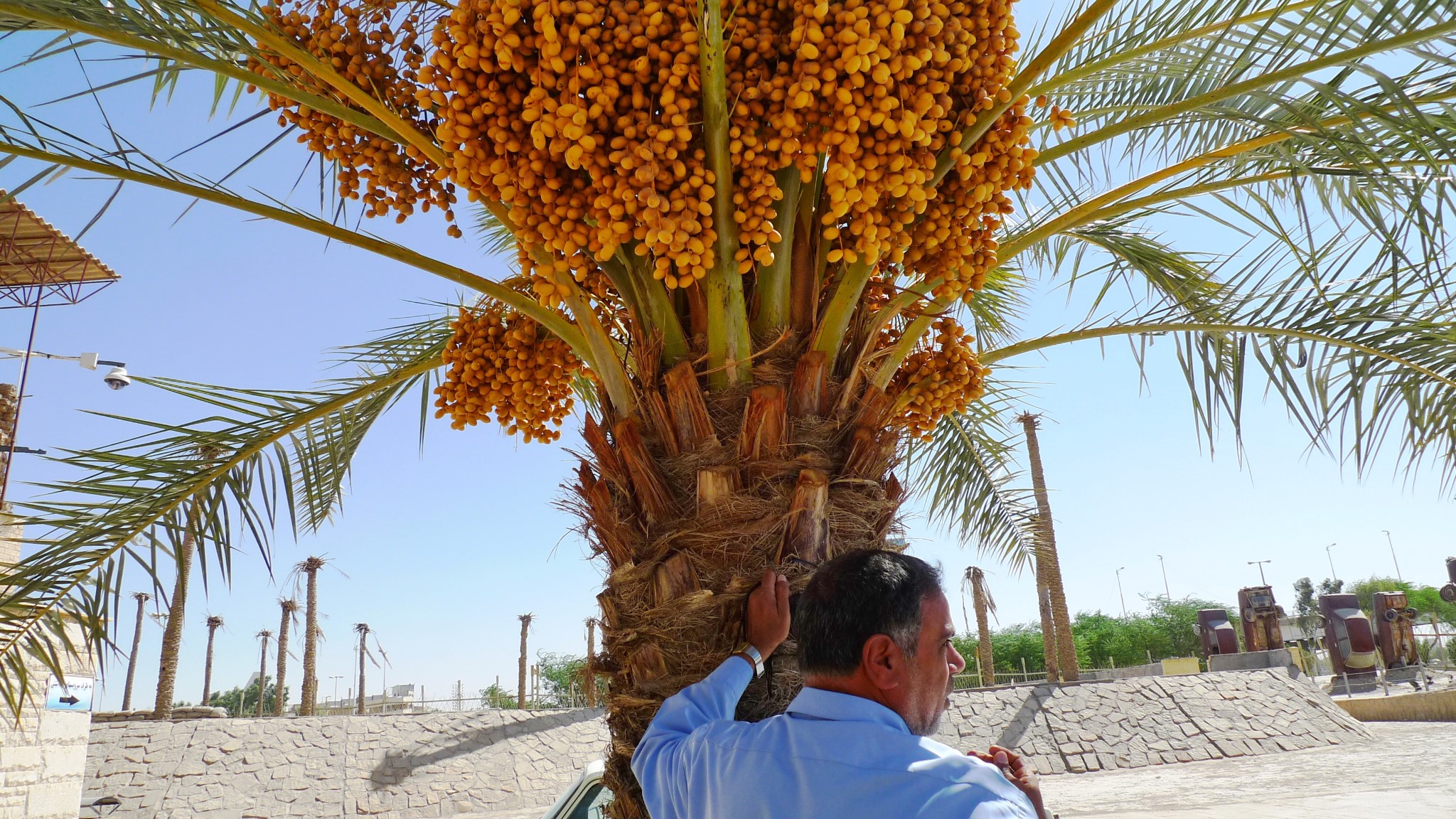 一枚导弹深插入地面,旁边是被炸断的椰枣树这位士兵的面前摆着一把枪