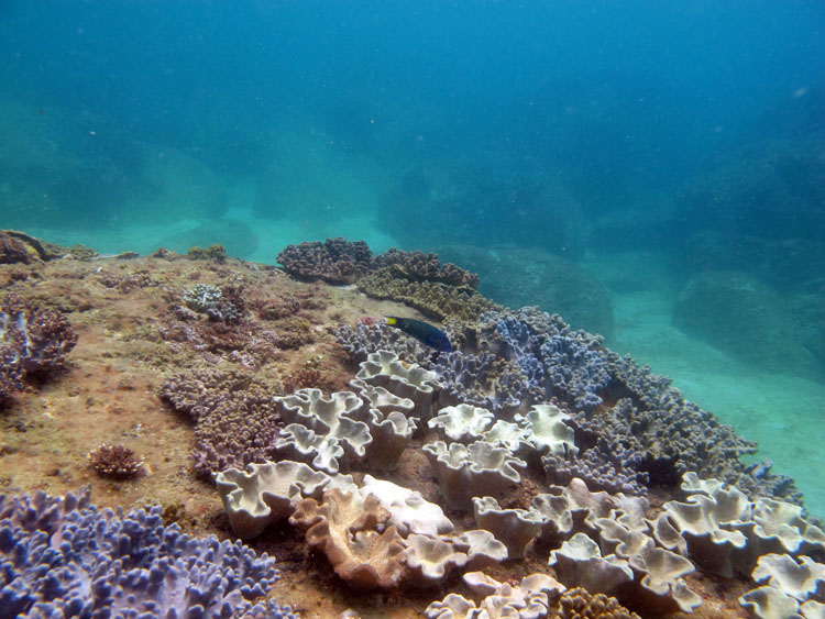 超值一价全包三亚豪华游艇出海观光休闲游深潜摩托艇香蕉船海底拍照等