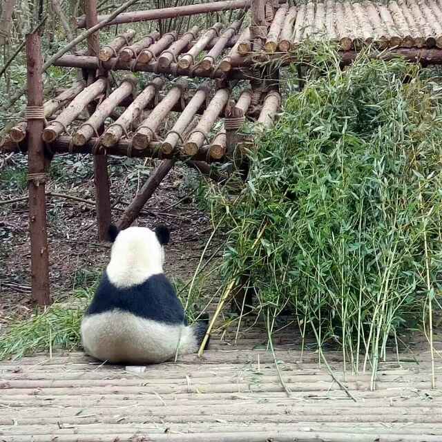 叮當