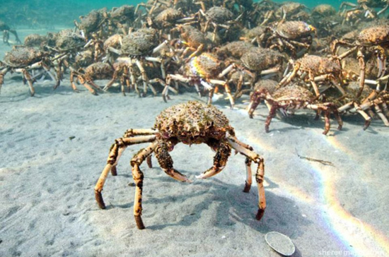 【蜘蛛蟹海底迁徙】成千上万只蜘蛛蟹齐集体迁徙,密集恐惧症勿看！ 