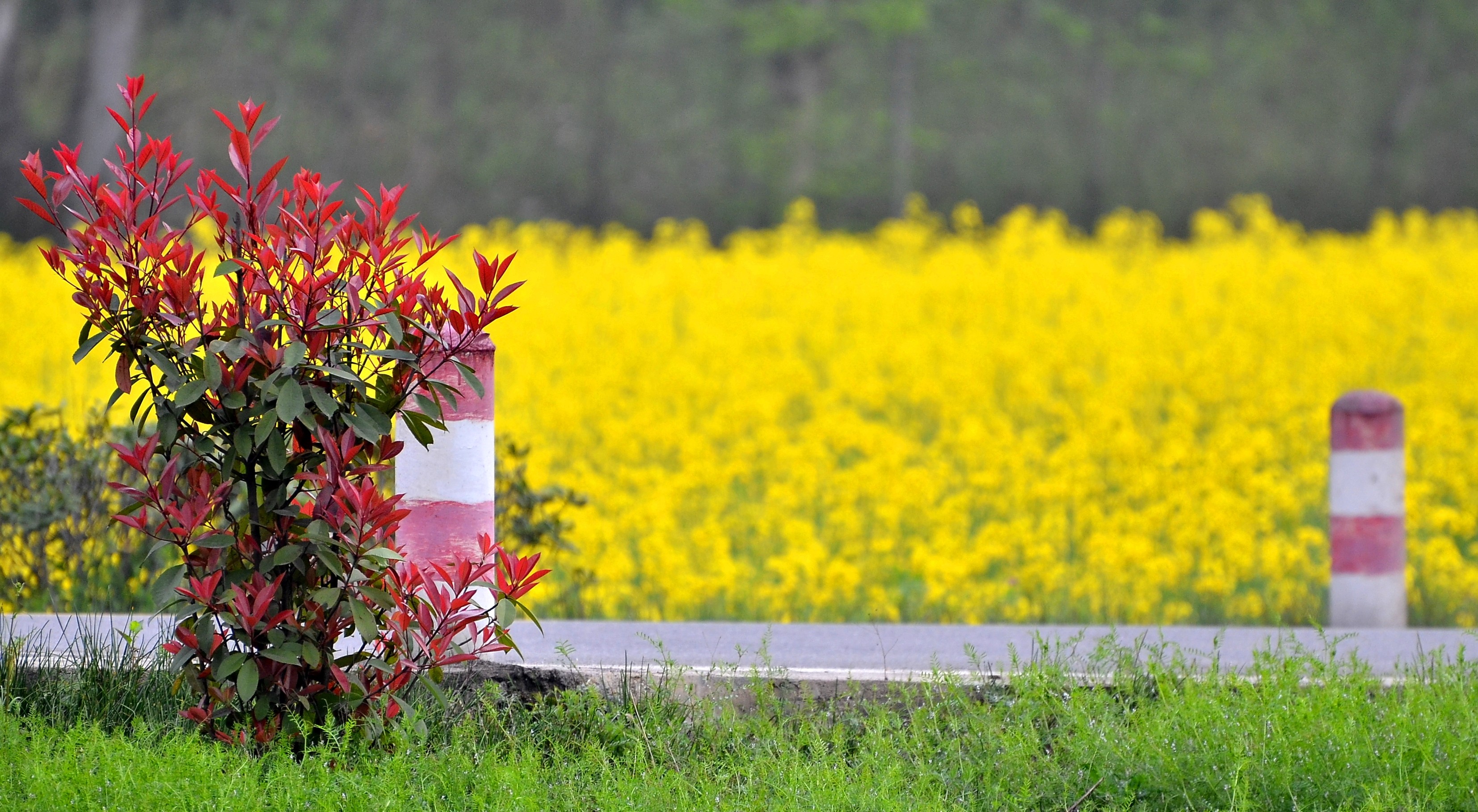 2018北京看油菜花去哪裡北京油菜花觀賞地