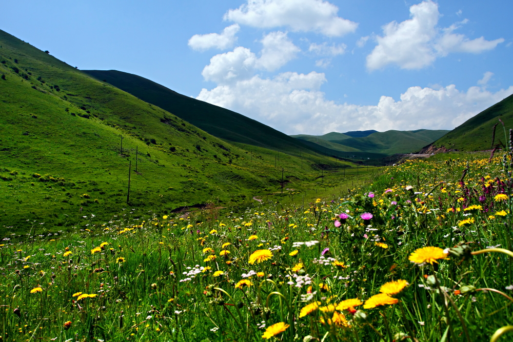 七八月结伴青海湖,茶卡盐湖,塔尔寺,甘南草原藏区