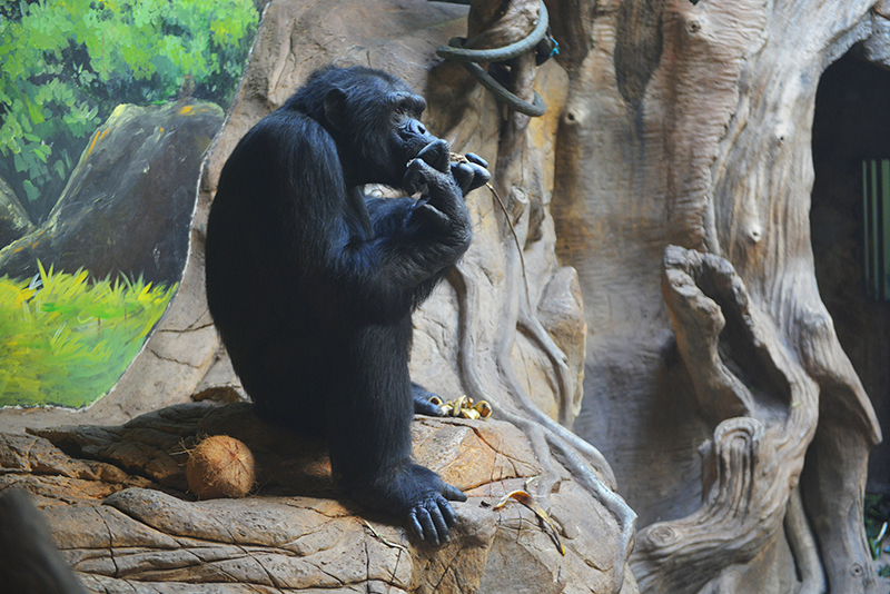 犀牛哦,对面是草泥马,太远拍不清……黑黑的小小的蜘蛛猴就趴在我们
