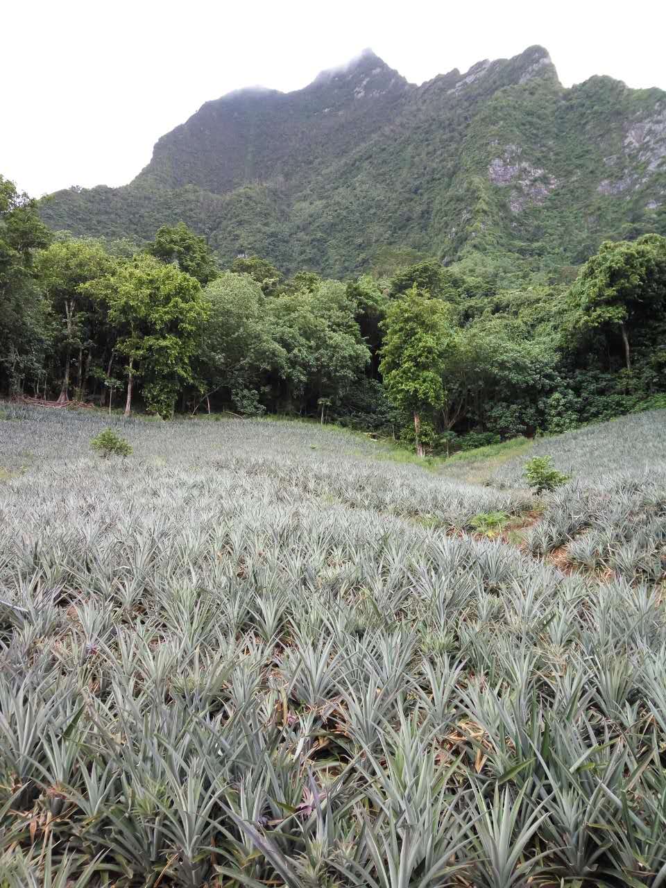 大溪地自助遊攻略