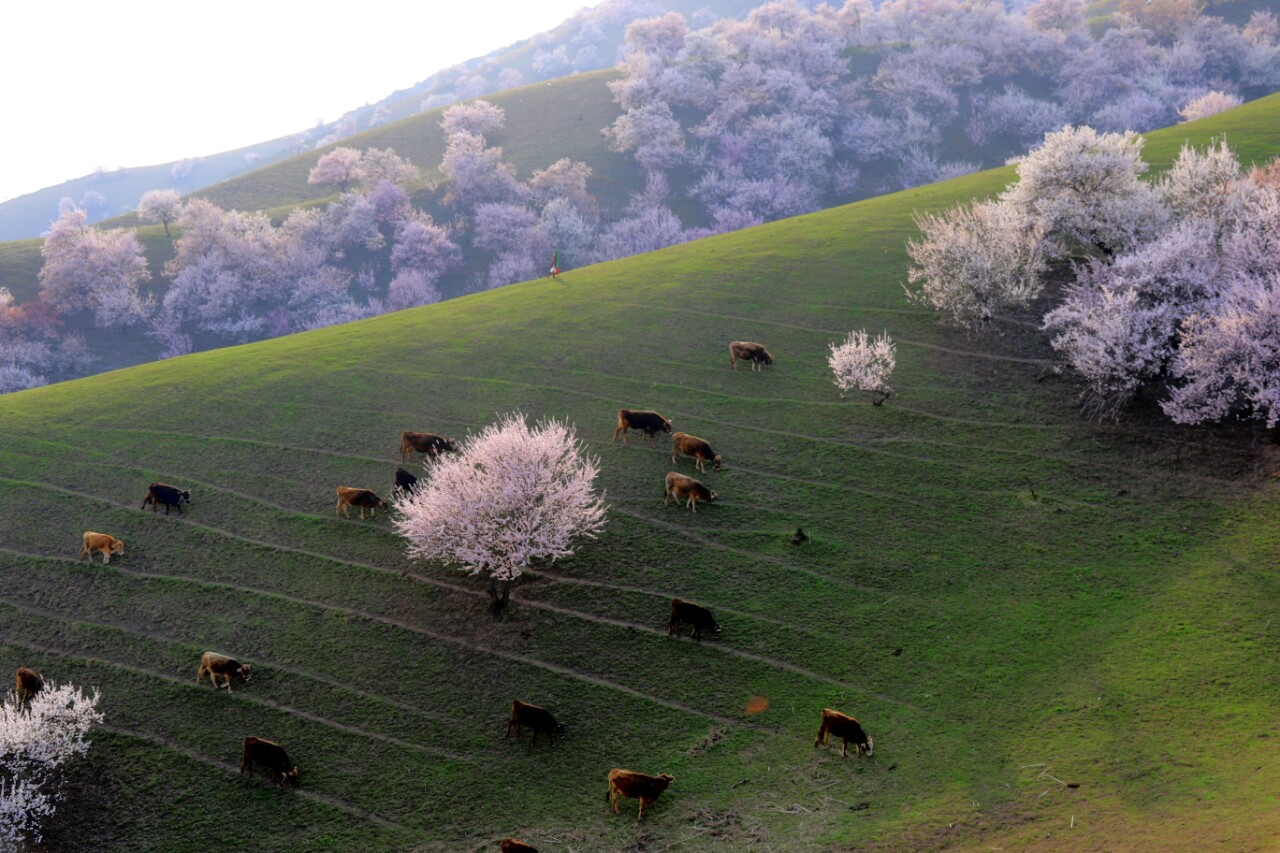 伊犁杏花沟旅游攻略(伊犁杏花沟旅游攻略路线)