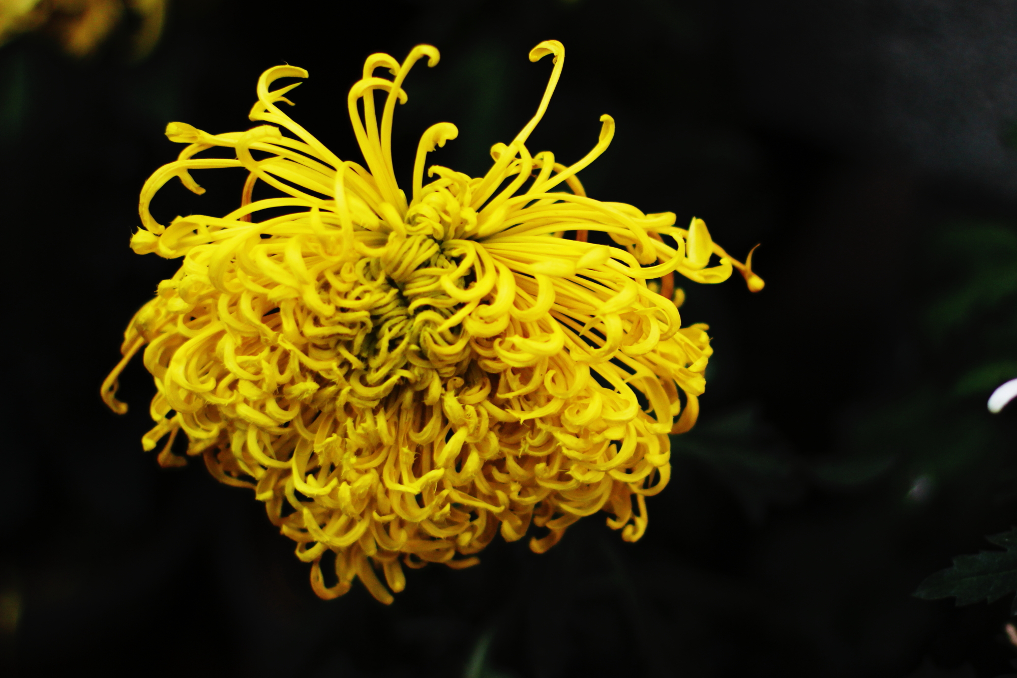 轻肌弱骨散幽葩,更将金蕊泛流霞图片73,济南旅游景点,风景名胜 - 马