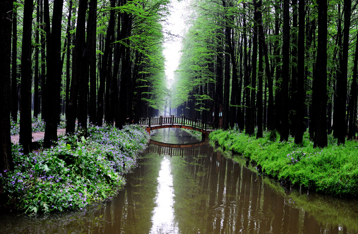 李中水上森林公園位於興化市李中鎮,是都市人迴歸自然休閒的好去處.