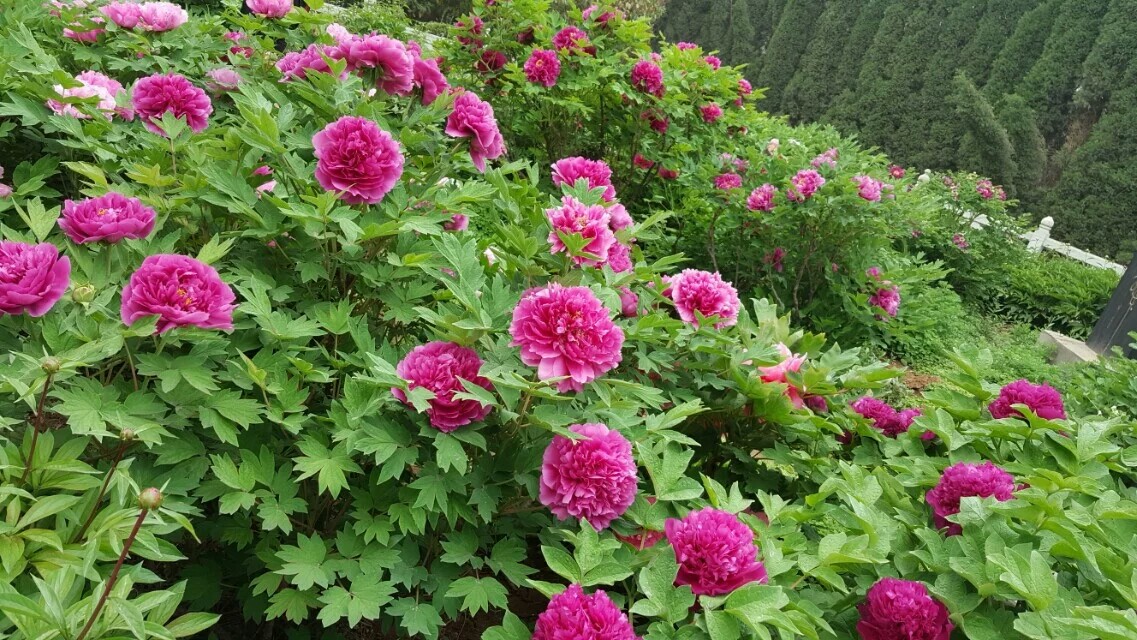 逃出霧霾汙染區,洛陽牡丹欒川重渡溝兩日遊