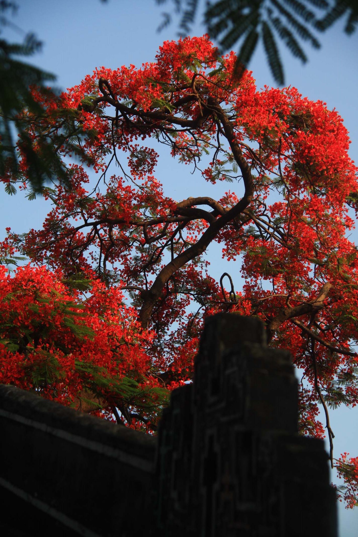 火凤丹龙 —— 广州纯阳观凤凰花特辑