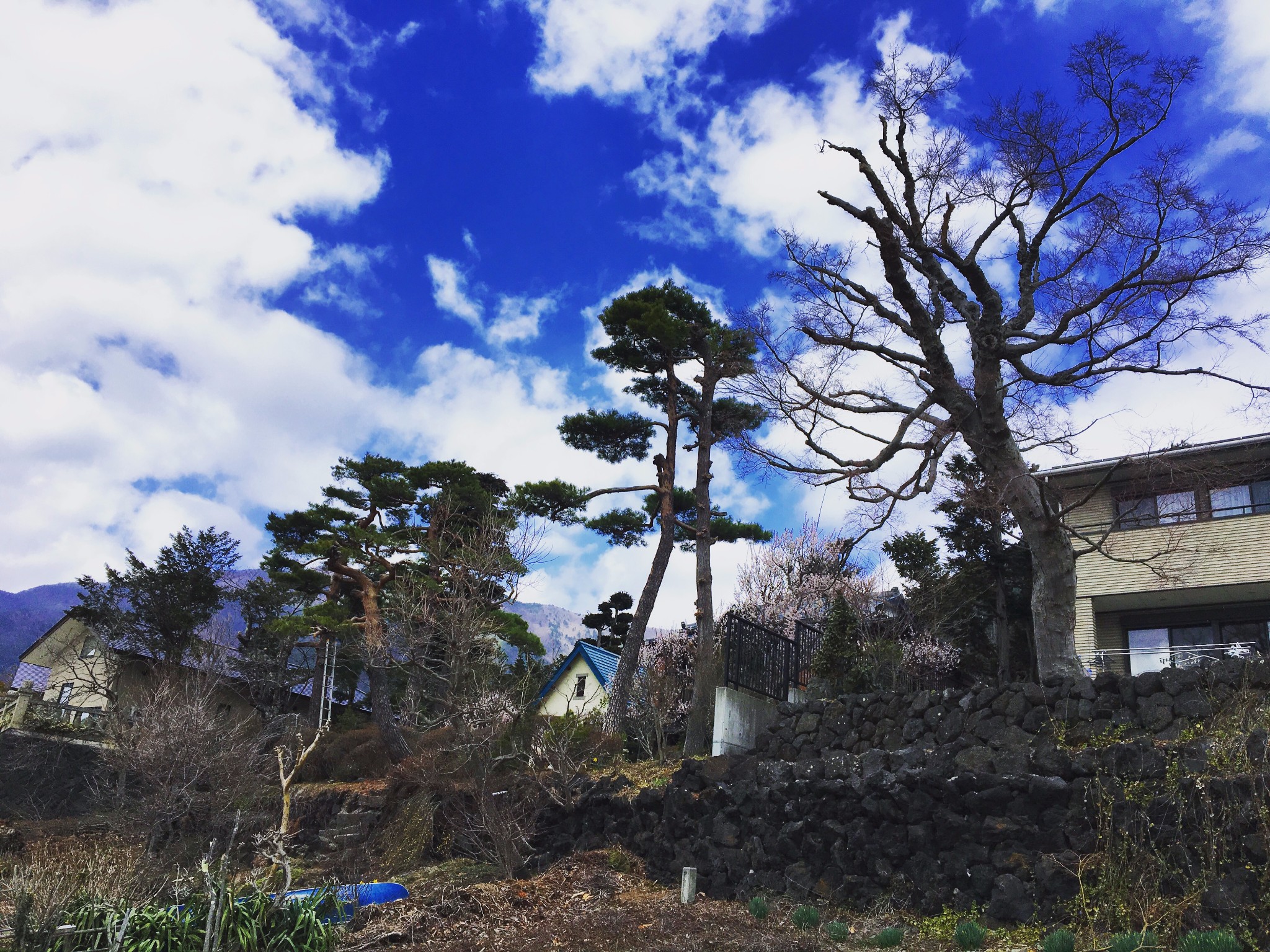 東京自助遊攻略