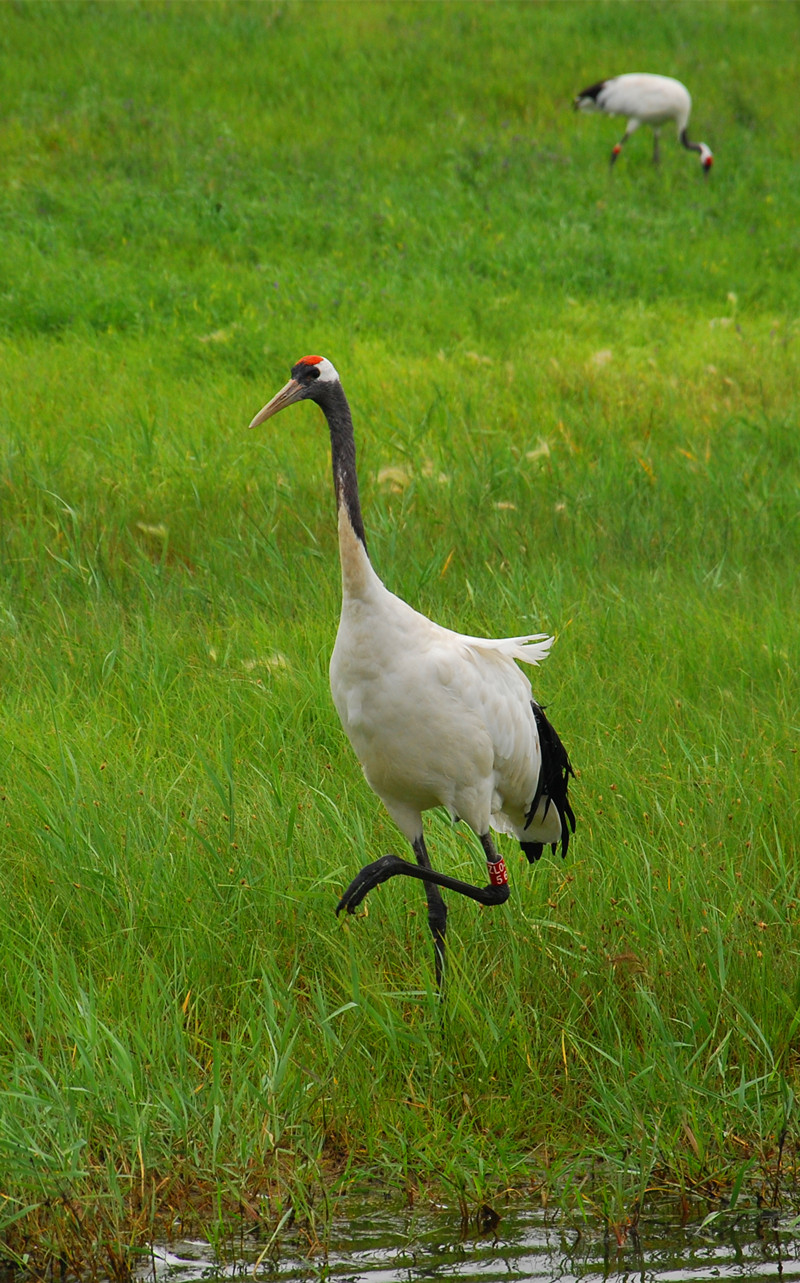 鹤之唳——扎龙湿地(黑龙江齐齐哈尔),齐齐哈尔自助游攻略 - 马蜂窝