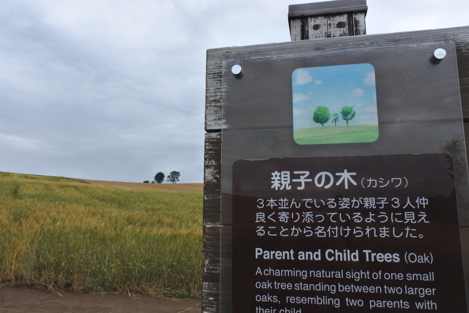 北海道自助遊攻略