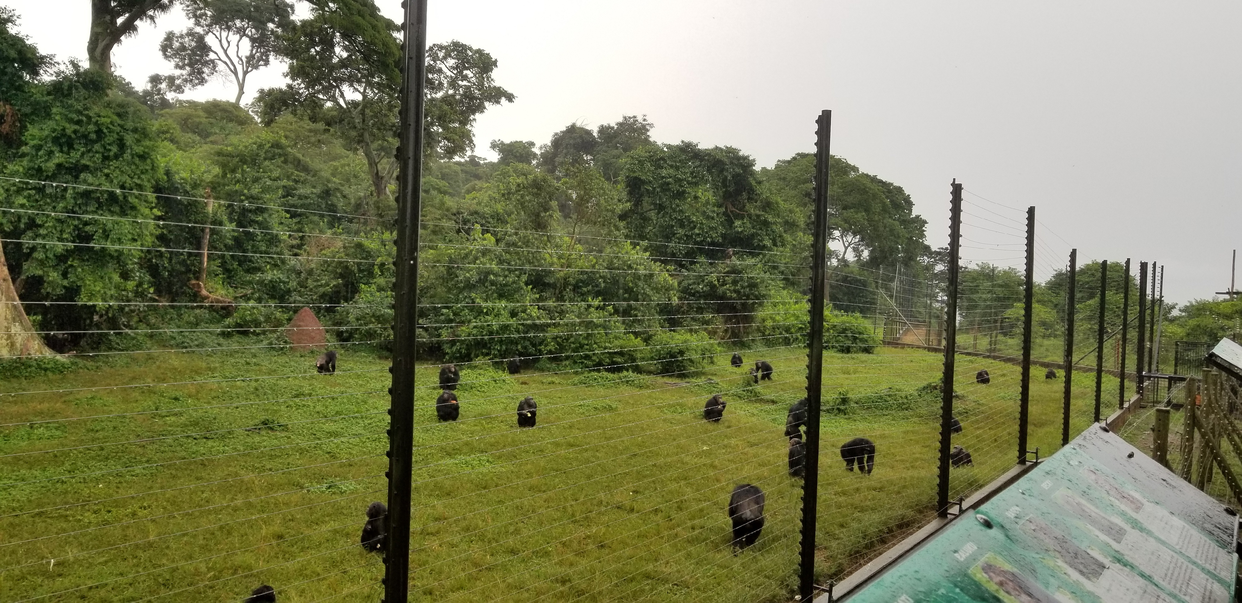 Ngamba Island Chimpanzee Sanctuary